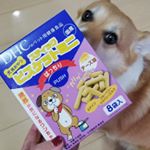 #食塩砂糖不使用#着色料香料保存料化学調味料無添加#国産 #犬のおやつ安心のスリーコンボ。食い付きの良さも素晴らしかったです。チョコが大好きな #チーズ味 なのもありがたい&hearts;#&hellip;のInstagram画像