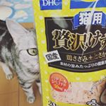 #DHC #DHCPET #贅沢けずり #愛猫 #monipla #株式会社ディーエイチシーファンサイト参加中 #monipla #株式会社ディーエイチシーファンサイト参加中モニプラで当選しま&hellip;のInstagram画像