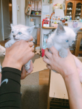 「子猫です！」の画像（1枚目）