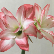 「アマリリス」夏のお出かけに大活躍！1本で2役のヘアクリームのフォトコンテストを開催！の投稿画像