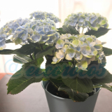 「アジサイ」の画像（1枚目）