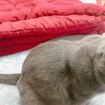 .歯がないうちの子は舐めて楽しむ派(笑)#DHC #DHCPET #贅沢けずり #愛猫 #monipla #株式会社ディーエイチシーファンサイト参加中 #monipla #株式会社ディーエイチ&hellip;のInstagram画像