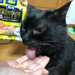 #DHC#DHCPET#贅沢けずり#愛猫#monipla#株式会社ディーエイチシーファンサイト参加中 #monipla#株式会社ディーエイチシーファンサイト参加中のInstagram画像