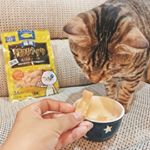 おやつ🐈💕食いしん坊だからベロ出ちゃってる🤣.#猫#ねこ#ネコ#ねこすたぐらむ#にゃんすたぐらむ #ねこのいる生活 #猫のいる暮らし #cat#catstagram #DHC #D&hellip;のInstagram画像