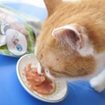 うちの美海さんが夢中で食べているのは、DHCの大人気ネコちゃん用おやつ「猫用 贅沢けずり まぐろ」。国産まぐろの魚肉に、青魚のサラサラ成分DHAとEPAを配合で、ネコちゃんの好む原料を厳選し、素材&hellip;のInstagram画像