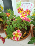 「雨の日が多いけど&hellip;」の画像（3枚目）