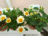 「雨の日が多いけど&hellip;」の画像（2枚目）