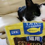 #DHC って猫のおやつもあったんだ！！！#DHCPET の#贅沢けずり をナナに与えてみたところ、若かりしき頃を思い出すような積極性で食べていましたよ～！しかもただのおやつじゃないの。抗&hellip;のInstagram画像
