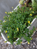 「可愛いお花たちが咲き始めました」の画像（1枚目）