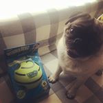 #pug #puglife #ぱぐ #ぱぐすたぐらむ #はなぺちゃ犬 #犬 #ギグルボール #犬おもちゃ #monipla #OHSサプライモニプラサイトファンサイト参加中#応募したら当たった #音が&hellip;のInstagram画像