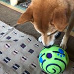 #犬 #ギグルボール #犬おもちゃ #monipla #OHSサプライモニプラサイトファンサイト参加中おそるおそるボールに近づいてました😃のInstagram画像