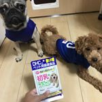 サプリオタク(*'&omega;'*)ラプハグにもDHC♡長生きしてね♡#DHC #DHCPET #初乳ラクトフェリン #愛犬 #株式会社ディーエイチシーファンサイト参加中 #monipla #mon&hellip;のInstagram画像