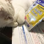 当たった😸ヨシ子姉さんの様に元気なおんにゃのこをめざすにゃ#DHC #DHCPET #かるがるキャット #愛猫 #株式会社ディーエイチシーファンサイト参加中 #monipla #mon&hellip;のInstagram画像