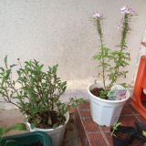 少しずつツボミが増えてきました＊