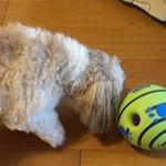 💗☺️💗.音が出るボールにリズちゃんビビりまくり（笑）すぐ吠えるけど気になってツンツンして吠えるの繰り返しでした😳.人間が聞いても結構大きな音だった！！！.あとリズには大き&hellip;のInstagram画像