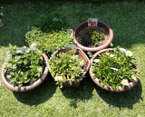 「猛暑の影響か&hellip;」の画像（1枚目）