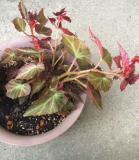 「元気に咲いてます！」の画像（1枚目）