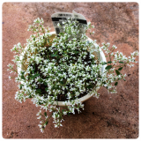 「思うように大きくならず」の画像（1枚目）