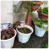 「思うように大きくならず」の画像（3枚目）