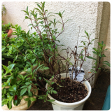 「思うように大きくならず」の画像（2枚目）