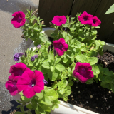 「次々お花が咲いています！」の画像（2枚目）