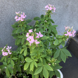 「次々お花が咲いています！」の画像（3枚目）