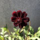 「次々お花が咲いています！」の画像（1枚目）