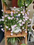 「この夏の暑さにもお花たちは元気」の画像（1枚目）