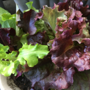 「自宅での楽しみ」ニューピュアフコイダン美容液・フォトコンテスト開催★テーマは「夏・夏休み」の投稿画像