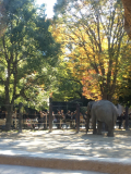 秋の動物園