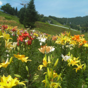 「岐阜にあるゆり園での写真です。」【10名様】＜髪が太くパサつく方へ＞シャンプー＆トリートメントのモニター大募集★の投稿画像