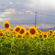 「日本の景色」【10名様】プルプルリップモニター＆インスタ画像投稿キャンペーン♪の投稿画像