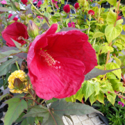 「よろしくお願いいたします。」【10名様】プルプルリップモニター＆インスタ画像投稿キャンペーン♪の投稿画像