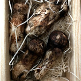 「松茸」【本品プレゼント10名様】シルク腹巻・フォトコンテスト開催★テーマは「秋」の投稿画像