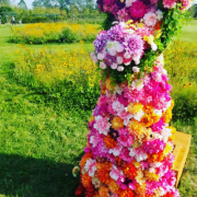 「ダリアのドレスです♪」【本品プレゼント10名様】シルク腹巻・フォトコンテスト開催★テーマは「秋」の投稿画像