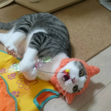 ガオーッ
