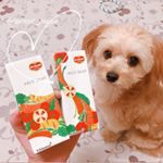 ❤︎﻿﻿前にも載せたことある【ハコサラダ】💕﻿﻿昨日からの雨がずっと続いてて、今日はお外に出られないから、お家の中でモカちゃんと遊んだよ😊💕﻿﻿喉が渇いた時にハコサラダ🥗✨﻿&hellip;のInstagram画像