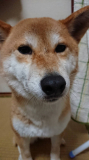 可愛いベルちゃん