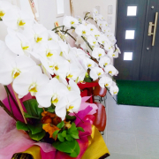 「胡蝶蘭」【10名様】エイジングケアをしたい方★シャンプー＆トリートメントのモニター大募集の投稿画像