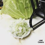 キャベツの千切り😋お好み焼きに使おうかな✌️新しいピーラー欲しい😭 ♡ʾʾ使用したのは100均の物です！#ののじ #monipla #leben_fanのInstagram画像