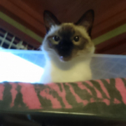 「特に無し」食欲の秋特集！たくさん食べた後のニキビケア【アッカノン】 体験モニター募集♪の投稿画像