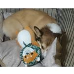フカフカで気持ちいい🍀😌🍀愛犬にいいお友達ができました☺仲良くネンネ💤 これでお留守番も寂しくないね😃#しばずきん #柴ずきん #ぬいぐるみ #お昼寝枕 #お昼寝まくら #ほんやら堂 #m&hellip;のInstagram画像