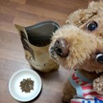 お皿に入れたごはんより量の多い袋の方から食べようとする❤️顔突っ込んで食べるから取ろうとしたら、袋を取られないように移動させたり手で押さえたりするよ🍽️#mokamomochan #fanim&hellip;のInstagram画像