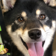 「愛犬」【ペット用花かつおモニター】ねこちゃん・わんちゃんのかわいいお顔、みーせて♡の投稿画像