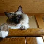 「じゃれてます」【ペット用花かつおモニター】ねこちゃん・わんちゃんのかわいいお顔、みーせて♡の投稿画像