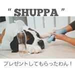・＼ SHUPPA ／ ・@shuppa__ さんよりペット用除菌消臭剤をお試しさせていただきました🐾 ・原材料が純水100%合成界面活性剤が入っていないので二度拭き不要！&hellip;のInstagram画像