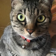 「とらこちゃん」【ペット用花かつおモニター】ねこちゃん・わんちゃんのかわいいお顔、みーせて♡の投稿画像