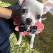 「我が家の」【ペット用花かつおモニター】ねこちゃん・わんちゃんのかわいいお顔、みーせて♡の投稿画像