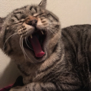 「ねむいにゃー」【ペット用花かつおモニター】ねこちゃん・わんちゃんのかわいいお顔、みーせて♡の投稿画像