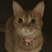 「熱い視線を感じる」【ペット用花かつおモニター】ねこちゃん・わんちゃんのかわいいお顔、みーせて♡の投稿画像